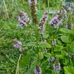 Mentha spicataFlower