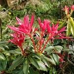 Pieris japonicaᱵᱟᱦᱟ