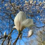 Magnolia denudataFlower