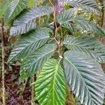 Begonia convallariodora Hoja