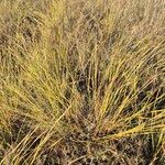 Heteropogon contortus Облик