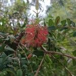 Melaleuca hypericifolia
