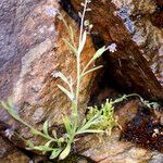 Myosotis balbisiana Hábito