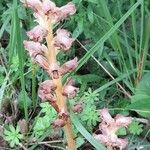 Orobanche caryophyllacea Staniste