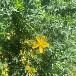 Hypericum perfoliatumFlower