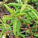 Ledum palustre Leaf