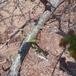 Commiphora schimperi Bark