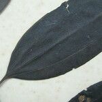 Miconia phaeophylla Beste bat