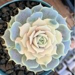 Echeveria lilacina Lapas