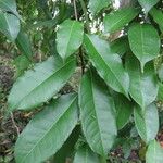 Mabea occidentalis Hoja