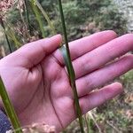 Scirpus cyperinus Bark