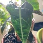 Alocasia longiloba Blatt