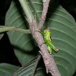 Palicourea stenostachya Lubje