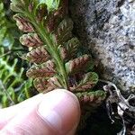 Asplenium marinum Other