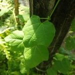 Passiflora filipes Leaf