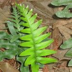 Polypodium scouleri 整株植物