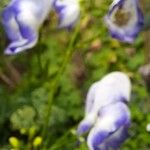 Aconitum variegatumFiore