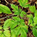 Anemonopsis macrophylla Leaf