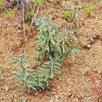 Eriodictyon crassifolium Hoja