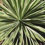 Agave vivipara 葉