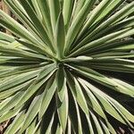 Agave vivipara Fuelha