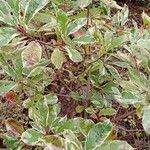 Photinia fraseri عادت داشتن