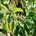 Cornus drummondii Blatt