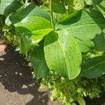 Costus spicatus Fuelha