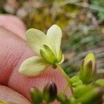 Biscutella lima Flower