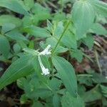 Asperula taurina 花