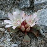 Lewisia kelloggii Flower