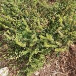 Sideritis montana Libunga