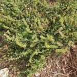 Sideritis montana Habitat