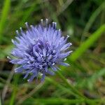 Jasione montanaFleur