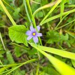 Sisyrinchium angustifolium Blüte