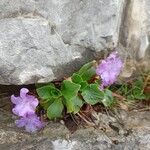 Primula spectabilis 形態