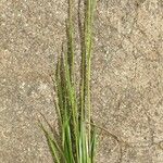 Brachypodium distachyon Leaf