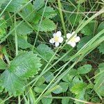 Fragaria vescaFlower