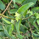 Jasminum fluminense Hábito