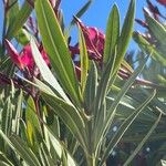 Nerium oleander 叶