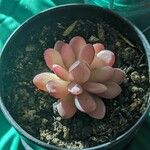 Graptopetalum amethystinumVirág