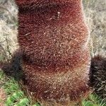 Melocactus intortus Leaf