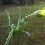 Andryala integrifolia 花