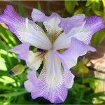 Iris tectorum 花