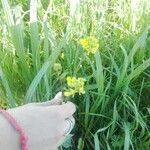 Sinapis arvensis Fula