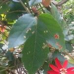 Passiflora vitifolia Liść