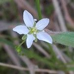 Sagina nodosa Blomma