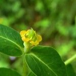 Euphorbia hyberna ফুল