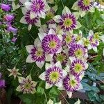 Clematis florida Flors