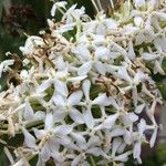 Ixora finlaysoniana പുഷ്പം